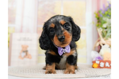 成約済の神奈川県のミニチュアダックスフンド(ロングヘアード)-293515の1枚目