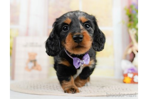 成約済の神奈川県のミニチュアダックスフンド(ロングヘアード)-293515の9枚目