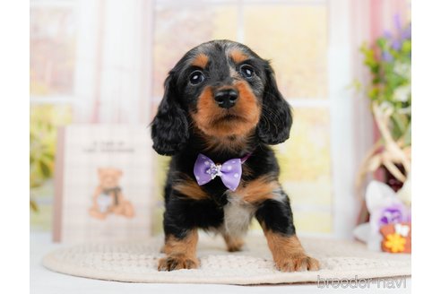 成約済の神奈川県のミニチュアダックスフンド(ロングヘアード)-293515の11枚目