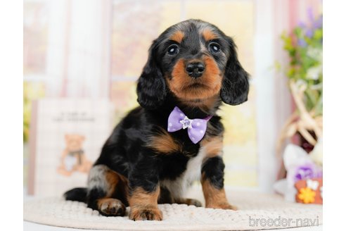 成約済の神奈川県のミニチュアダックスフンド(ロングヘアード)-293515の5枚目