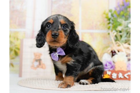 成約済の神奈川県のミニチュアダックスフンド(ロングヘアード)-293515の7枚目