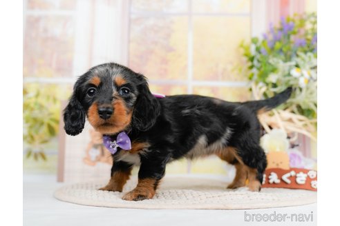 成約済の神奈川県のミニチュアダックスフンド(ロングヘアード)-293515の8枚目