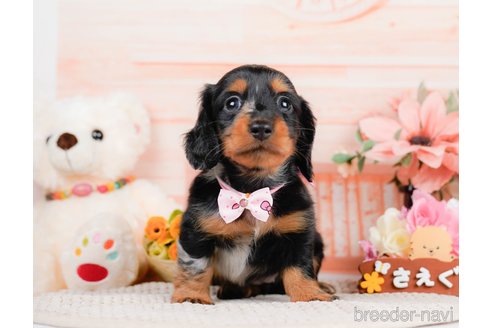 成約済の神奈川県のミニチュアダックスフンド(ロングヘアード)-293518の11枚目