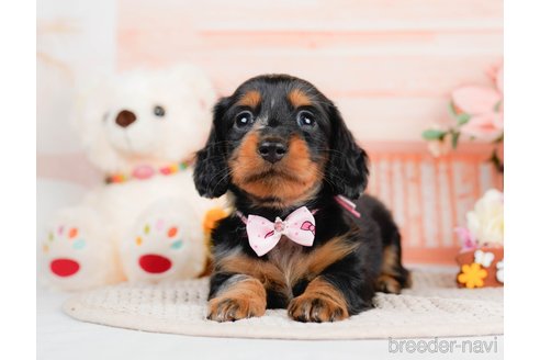 成約済の神奈川県のミニチュアダックスフンド(ロングヘアード)-293518の7枚目