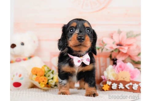 成約済の神奈川県のミニチュアダックスフンド(ロングヘアード)-293518の8枚目