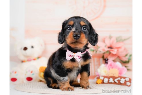 成約済の神奈川県のミニチュアダックスフンド(ロングヘアード)-293518の9枚目