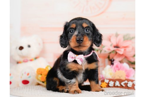 成約済の神奈川県のミニチュアダックスフンド(ロングヘアード)-293518の1枚目