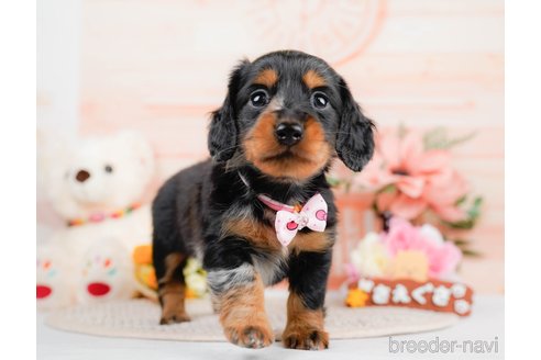 成約済の神奈川県のミニチュアダックスフンド(ロングヘアード)-293518の3枚目