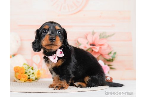 成約済の神奈川県のミニチュアダックスフンド(ロングヘアード)-293518の4枚目