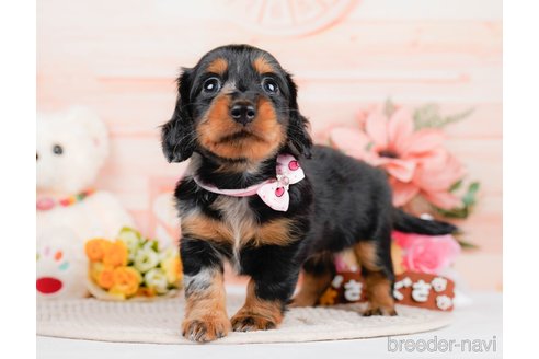 成約済の神奈川県のミニチュアダックスフンド(ロングヘアード)-293518の5枚目