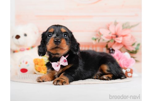 成約済の神奈川県のミニチュアダックスフンド(ロングヘアード)-293518の6枚目