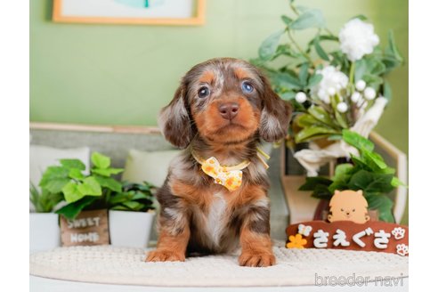 成約済の神奈川県のミニチュアダックスフンド(ロングヘアード)-293520の9枚目