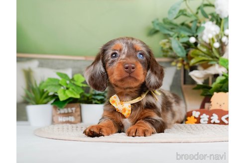 成約済の神奈川県のミニチュアダックスフンド(ロングヘアード)-293520の5枚目