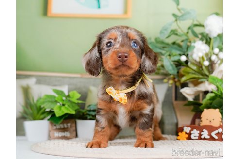 成約済の神奈川県のミニチュアダックスフンド(ロングヘアード)-293520の7枚目