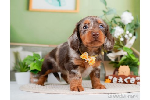 成約済の神奈川県のミニチュアダックスフンド(ロングヘアード)-293520の6枚目
