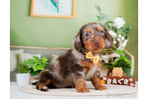 成約済の神奈川県のミニチュアダックスフンド(ロングヘアード)-293520の8枚目