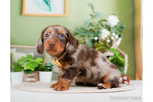成約済の神奈川県のミニチュアダックスフンド(ロングヘアード)-293520の2枚目