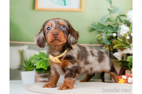 成約済の神奈川県のミニチュアダックスフンド(ロングヘアード)-293520の3枚目