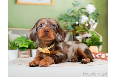 成約済の神奈川県のミニチュアダックスフンド(ロングヘアード)-293520の4枚目