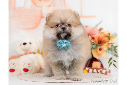 成約済の神奈川県のポメラニアン-293522の10枚目