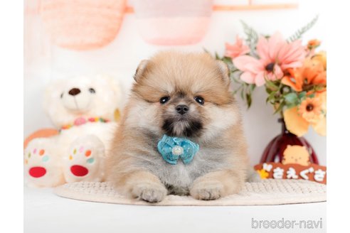 成約済の神奈川県のポメラニアン-293522の11枚目