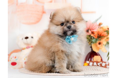 成約済の神奈川県のポメラニアン-293522の12枚目