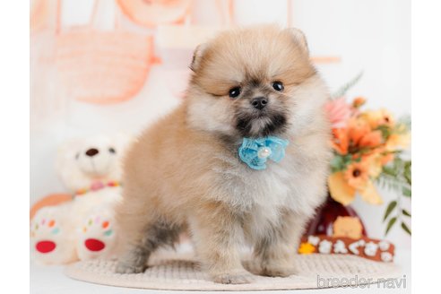 成約済の神奈川県のポメラニアン-293522の5枚目