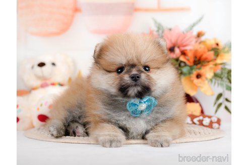 成約済の神奈川県のポメラニアン-293522の6枚目