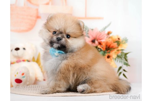 成約済の神奈川県のポメラニアン-293522の7枚目