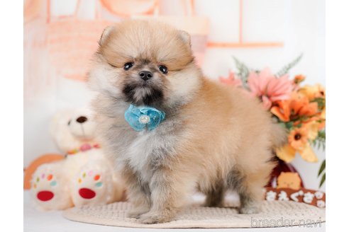 成約済の神奈川県のポメラニアン-293522の8枚目