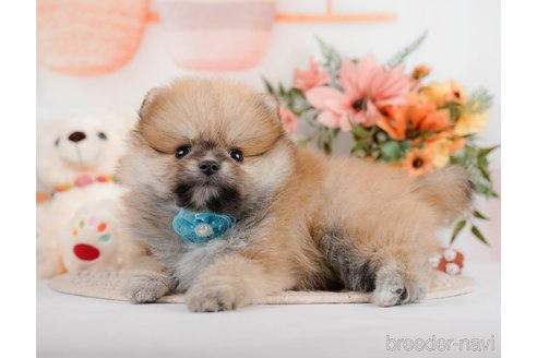 成約済の神奈川県のポメラニアン-293522の9枚目