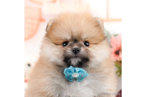 成約済の神奈川県のポメラニアン-293522の3枚目