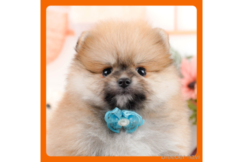 成約済の神奈川県のポメラニアン-293522の1枚目