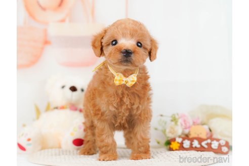 成約済の神奈川県のトイプードル-293527の12枚目