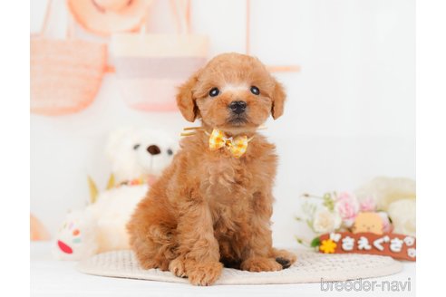 成約済の神奈川県のトイプードル-293527の7枚目