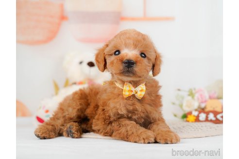 成約済の神奈川県のトイプードル-293527の9枚目