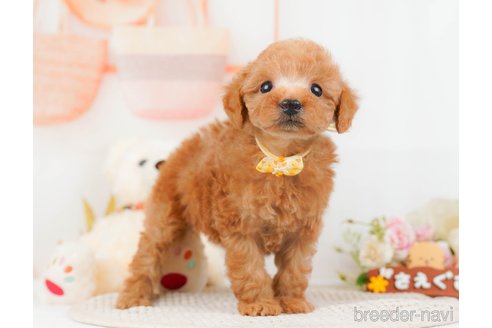 成約済の神奈川県のトイプードル-293527の10枚目