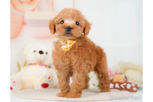 成約済の神奈川県のトイプードル-293527の11枚目