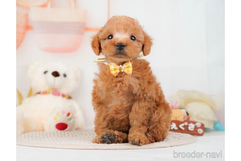 成約済の神奈川県のトイプードル-293527の3枚目