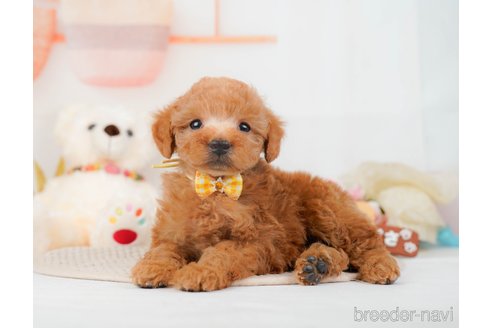 成約済の神奈川県のトイプードル-293527の4枚目