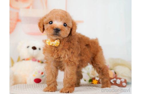 成約済の神奈川県のトイプードル-293527の5枚目