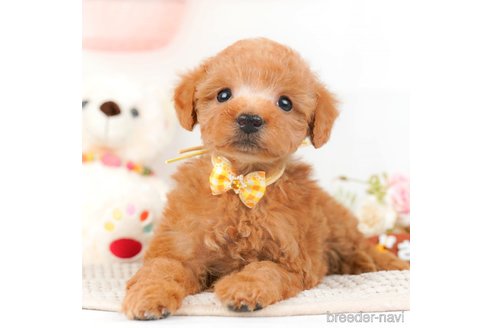 成約済の神奈川県のトイプードル-293527の6枚目