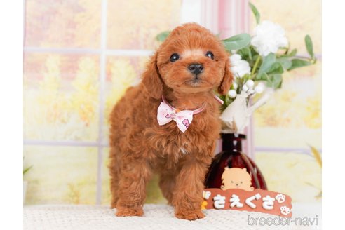 成約済の神奈川県のトイプードル-293541の8枚目