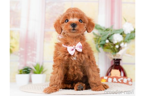 成約済の神奈川県のトイプードル-293541の9枚目