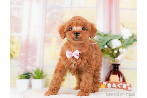 成約済の神奈川県のトイプードル-293541の10枚目