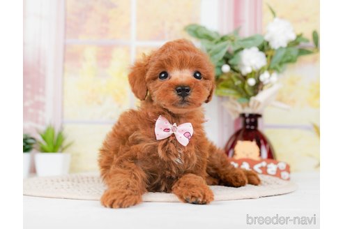 成約済の神奈川県のトイプードル-293541の11枚目