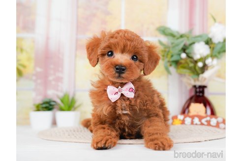 成約済の神奈川県のトイプードル-293541