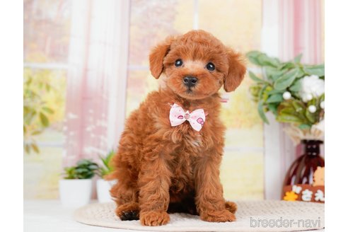 成約済の神奈川県のトイプードル-293541の4枚目