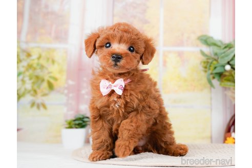 成約済の神奈川県のトイプードル-293541の5枚目