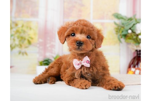 成約済の神奈川県のトイプードル-293541の6枚目